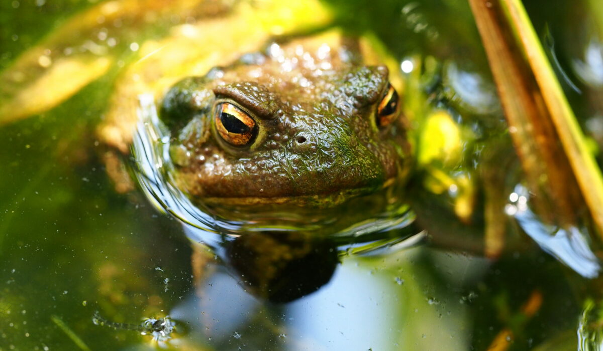 Erdkröte im Gartenteich