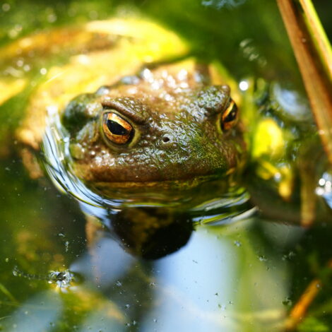 Erdkröte im Gartenteich