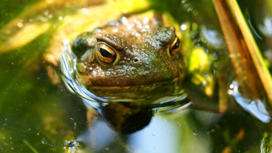 Erdkröte im Gartenteich