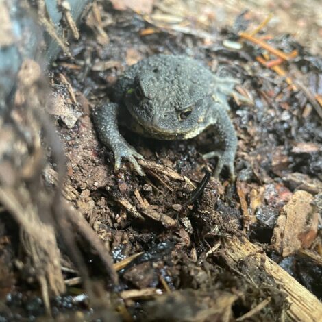 Erdkröte im Garten.
