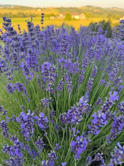 Blühender Lavendel am Feld