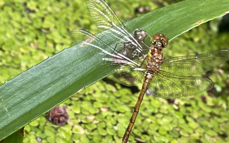 Geschlüpfte Libelle beim Flügelaushärten