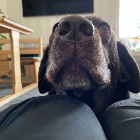 Die Hundstage machen einem zu schaffen