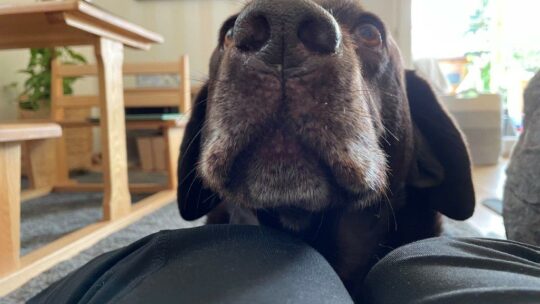 Die Hundstage machen einem zu schaffen