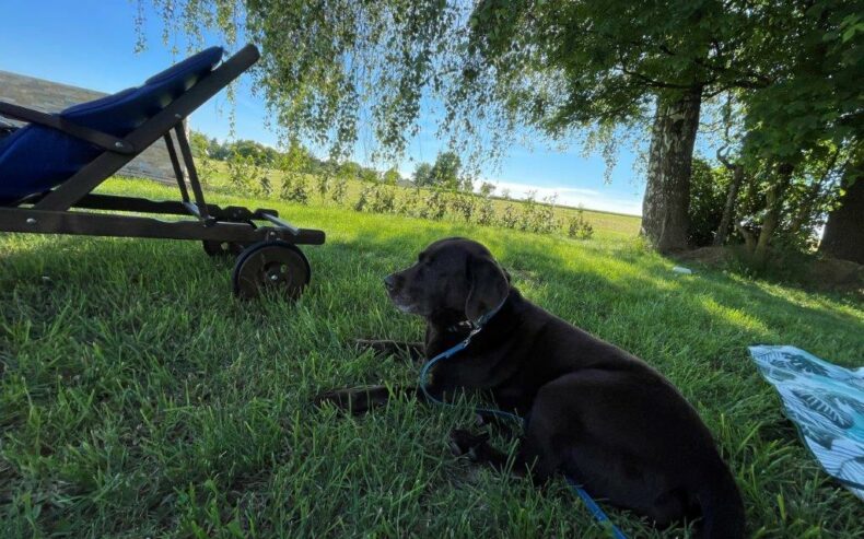 Manja bevorzug einen schattigen Platz.