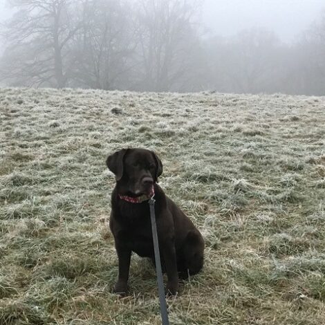 Hund im Nebel