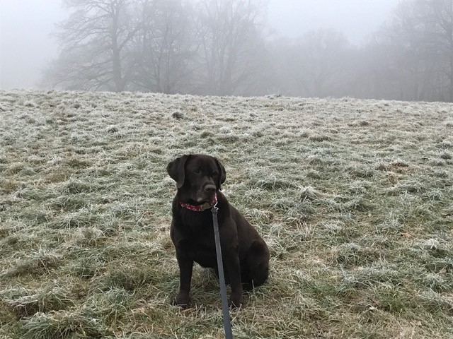 Hund im Nebel