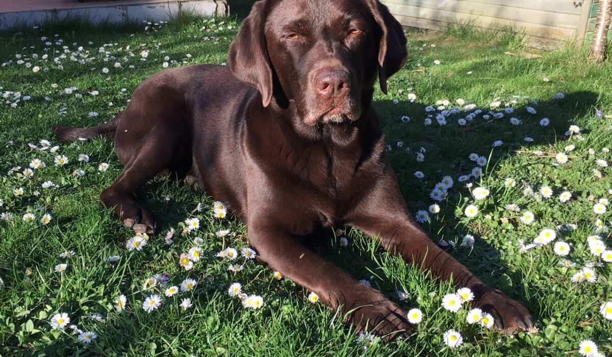 Manja liegt in Gänseblümchenwiese