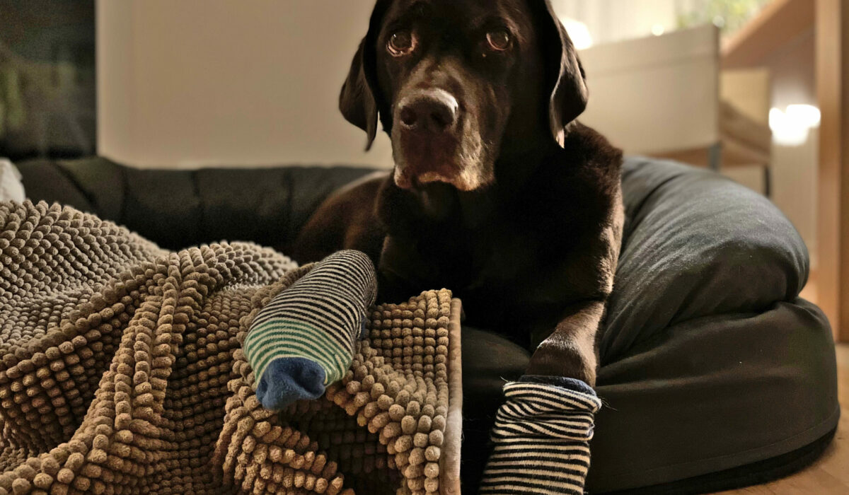 Hund Manja mit verletzten und verbundenen Pfoten