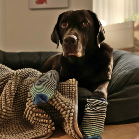 Hund Manja mit verletzten und verbundenen Pfoten