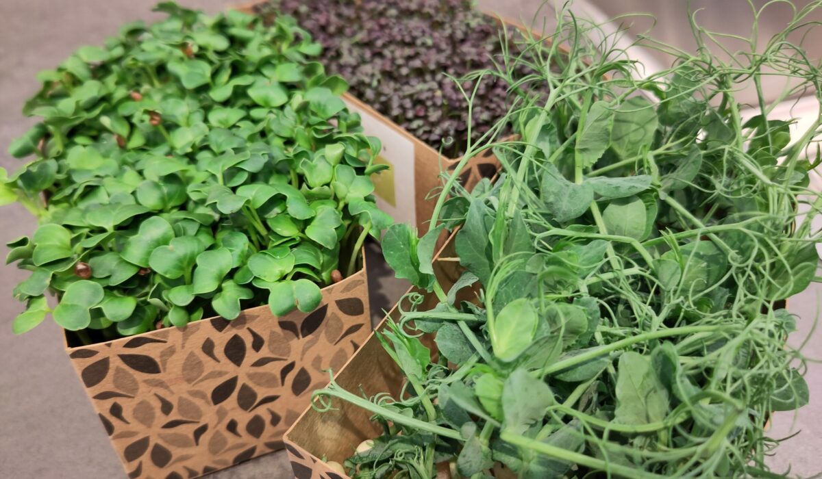 Verschiedene Arten von Microgreens in Schalen.