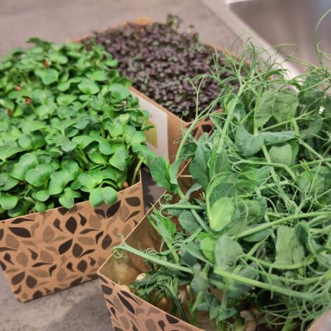 Verschiedene Arten von Microgreens in Schalen.