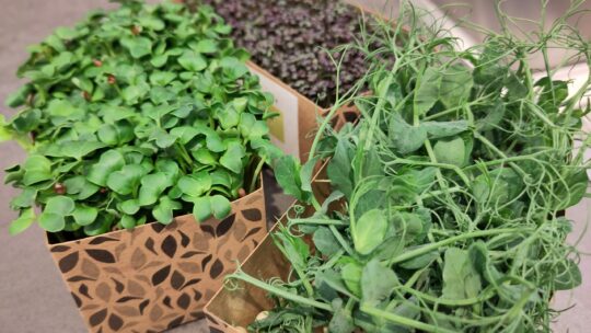 Verschiedene Arten von Microgreens in Schalen.
