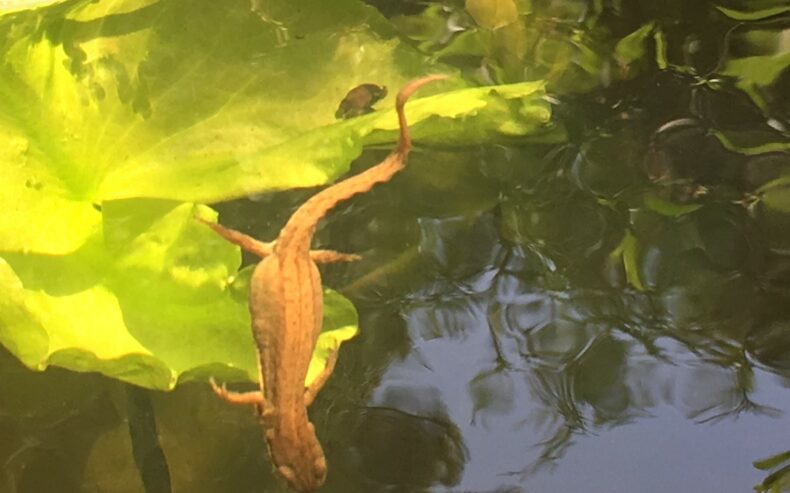 Teichmolch schwimmt in die Tiefe des Gartenteichs.