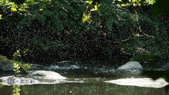 Mückenschwarm über einer Wasserfläche