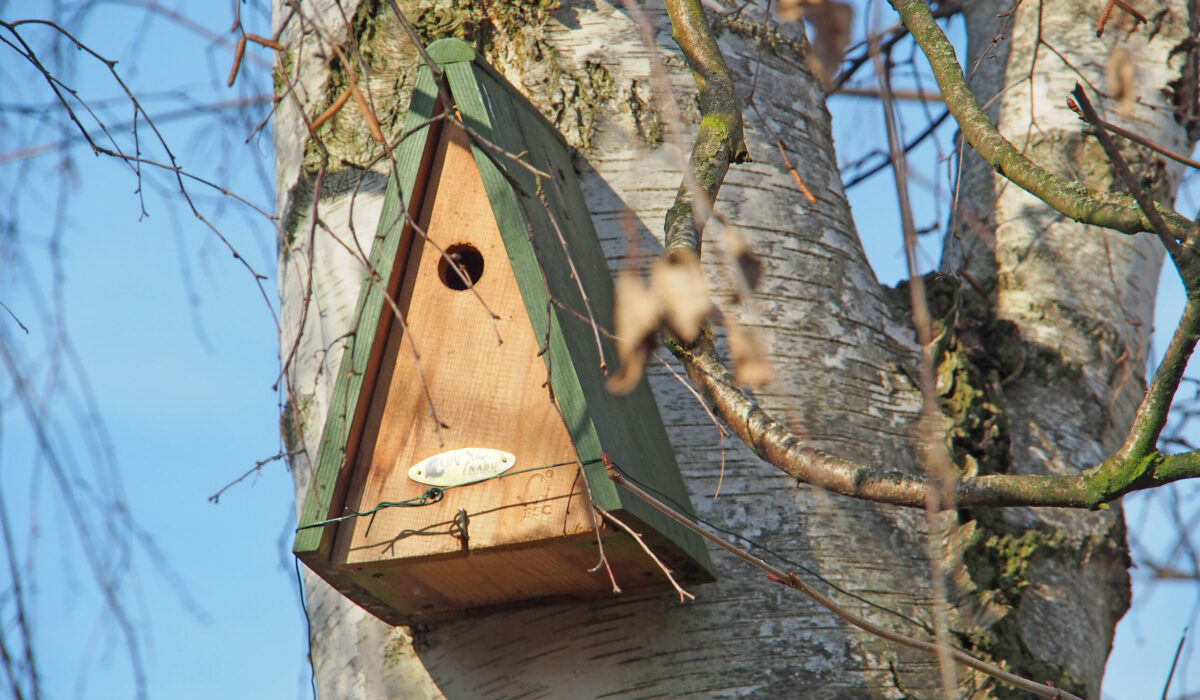 Dreiecker Nistkasten hoch auf einem Baum montiert