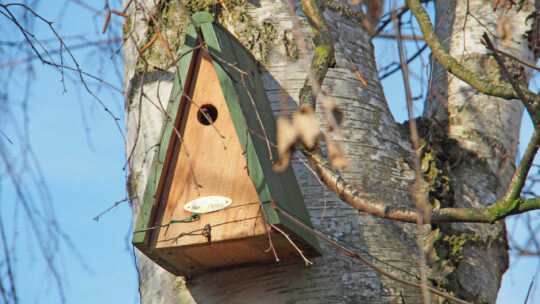 Dreieckiger Nistkasten hoch auf einem Baum montiert