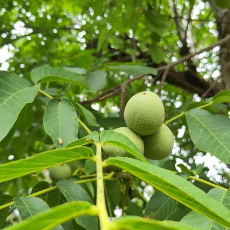 Grüne Walnüsse am Baum.