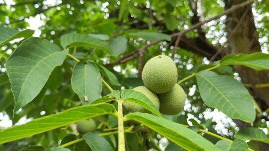 Grüne Walnüsse am Baum.