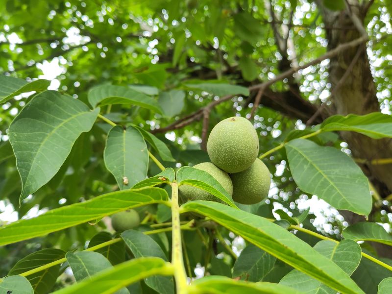 Grüne Walnüsse am Baum.