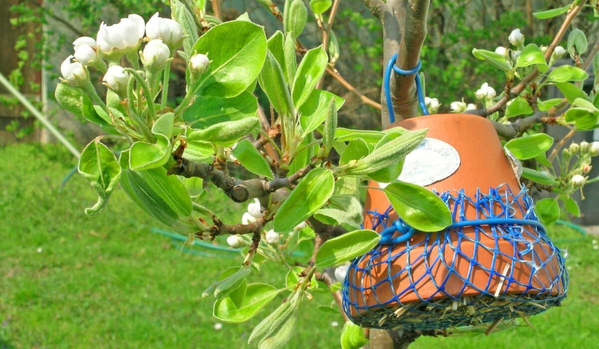 Blumentopf mit Stroh gefüllt hängt an blühendem Obstbaum