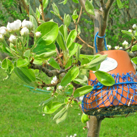 Blumentopf mit Stroh gefüllt hängt an blühendem Obstbaum
