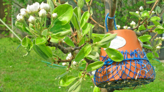Blumentopf mit Stroh gefüllt hängt an blühendem Obstbaum