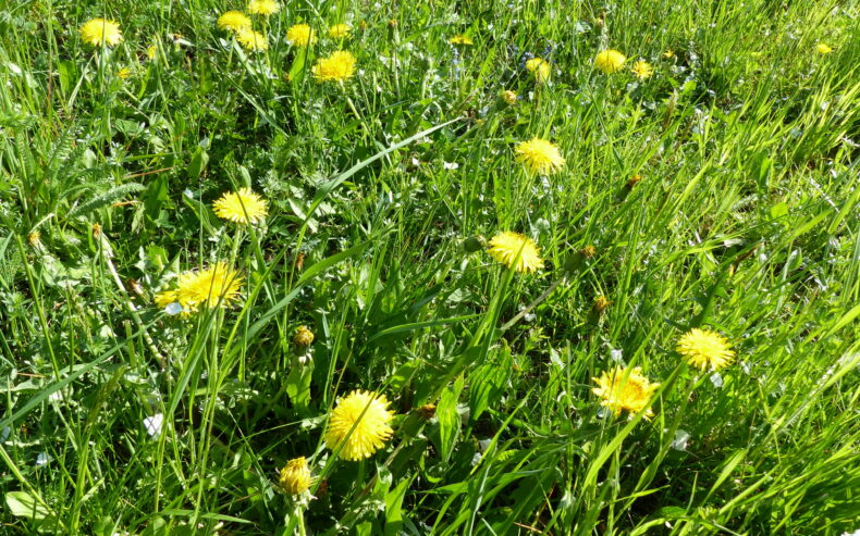 Löwenzahn auf der Wiese