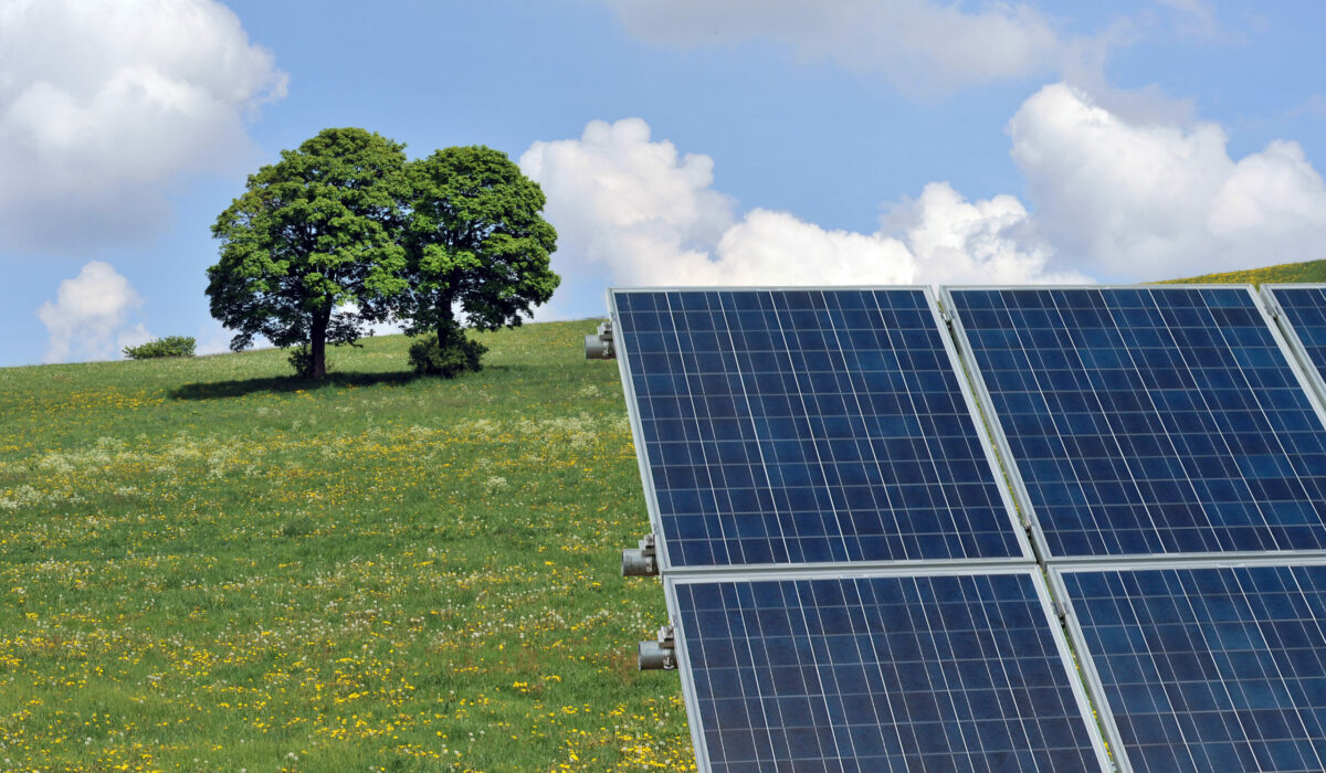 Photovoltaikanlage auf einer Blumenwiese mit zwei Bäumen im Hintergrund