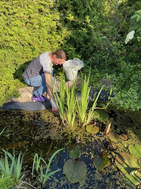 Probenentnahme am Gartenteich