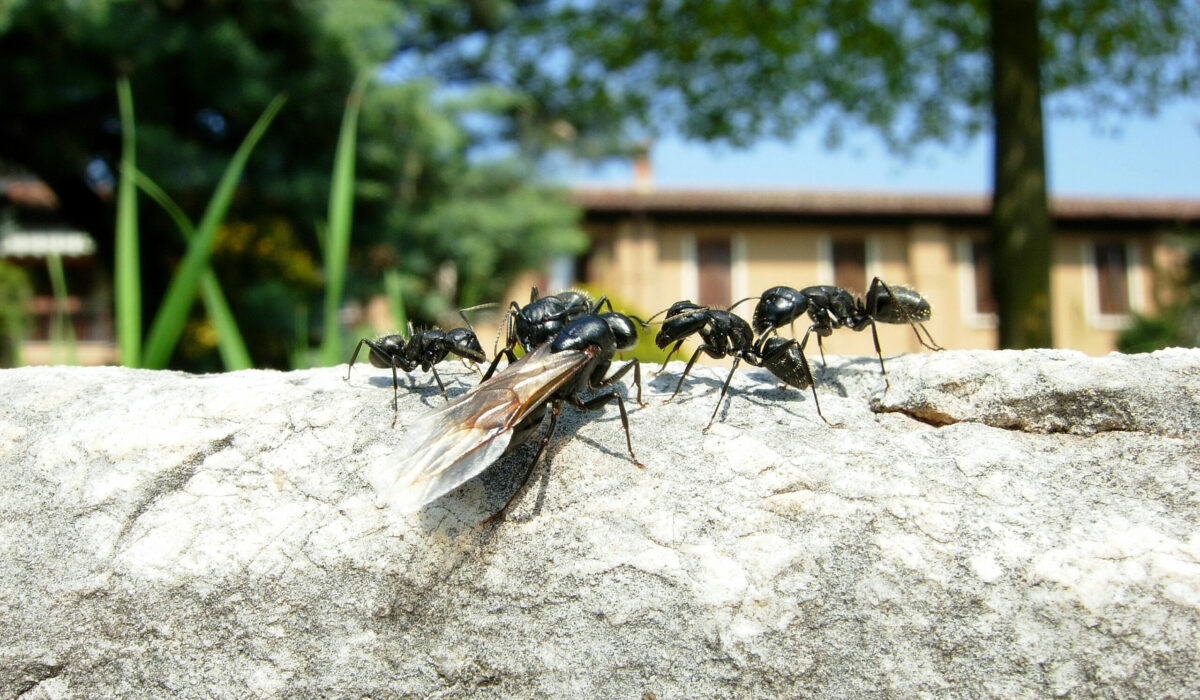 Ameisen vor Haus