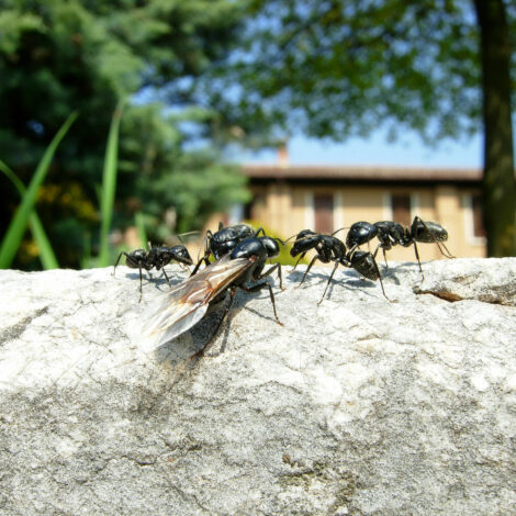 Ameisen vor Haus