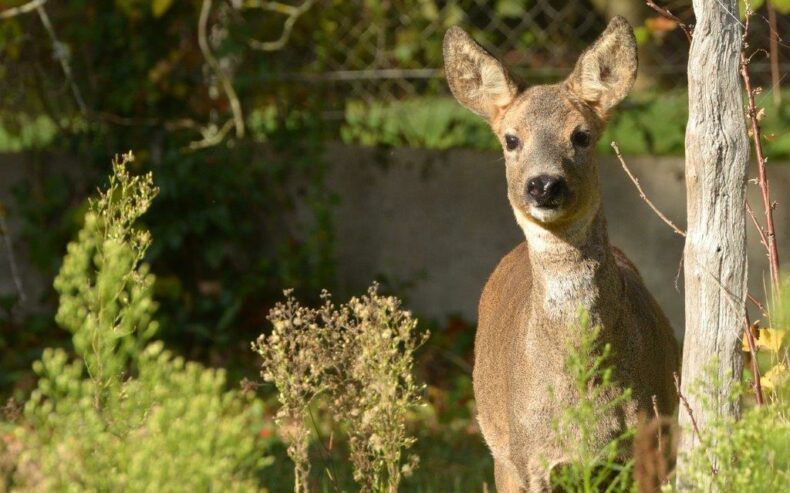 Reh im Garten