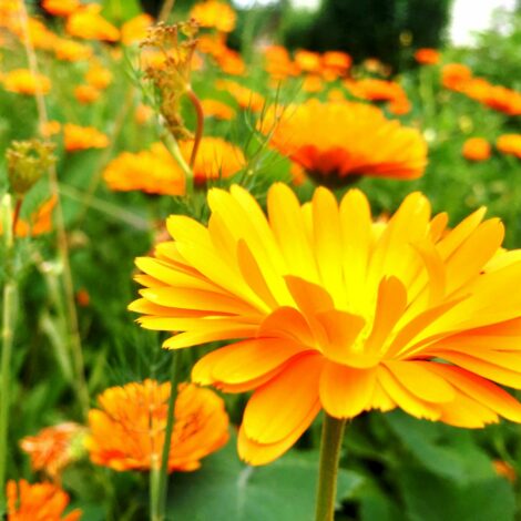 Blühende Ringelblumen im Garten.