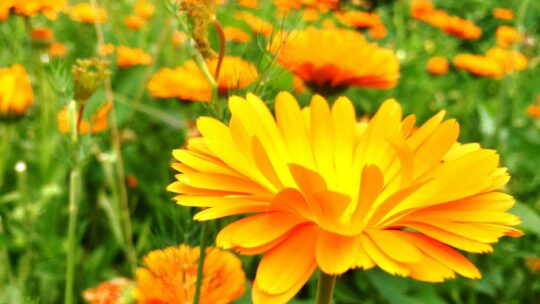 Blühende Ringelblumen im Garten.