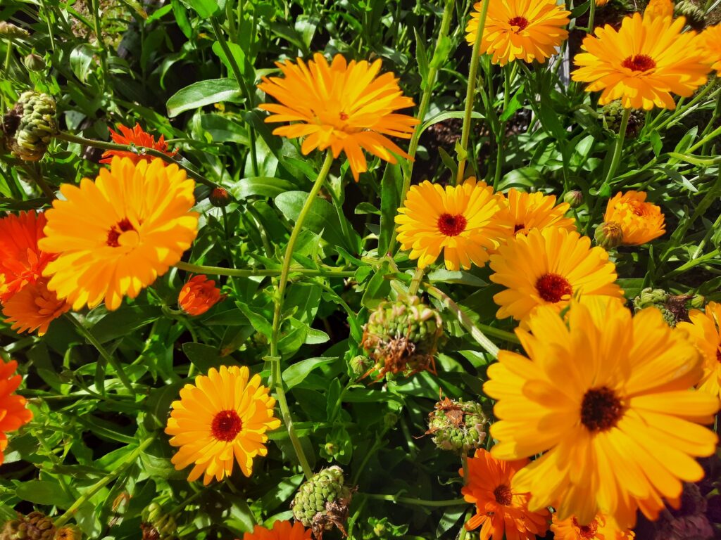 Blühende Ringelblumen