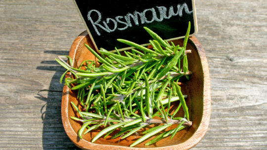 Rosmarin in Schüssel