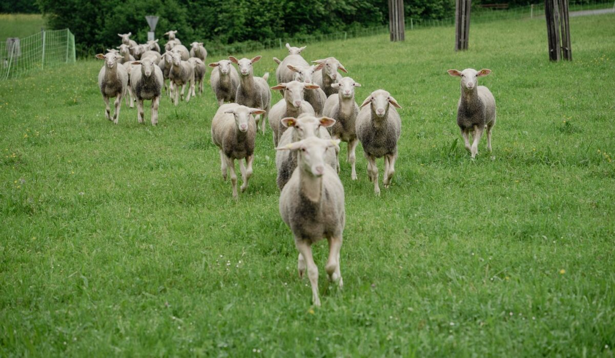 Einige Schafe laufen auf einer Wiese auf den Betrachter zu