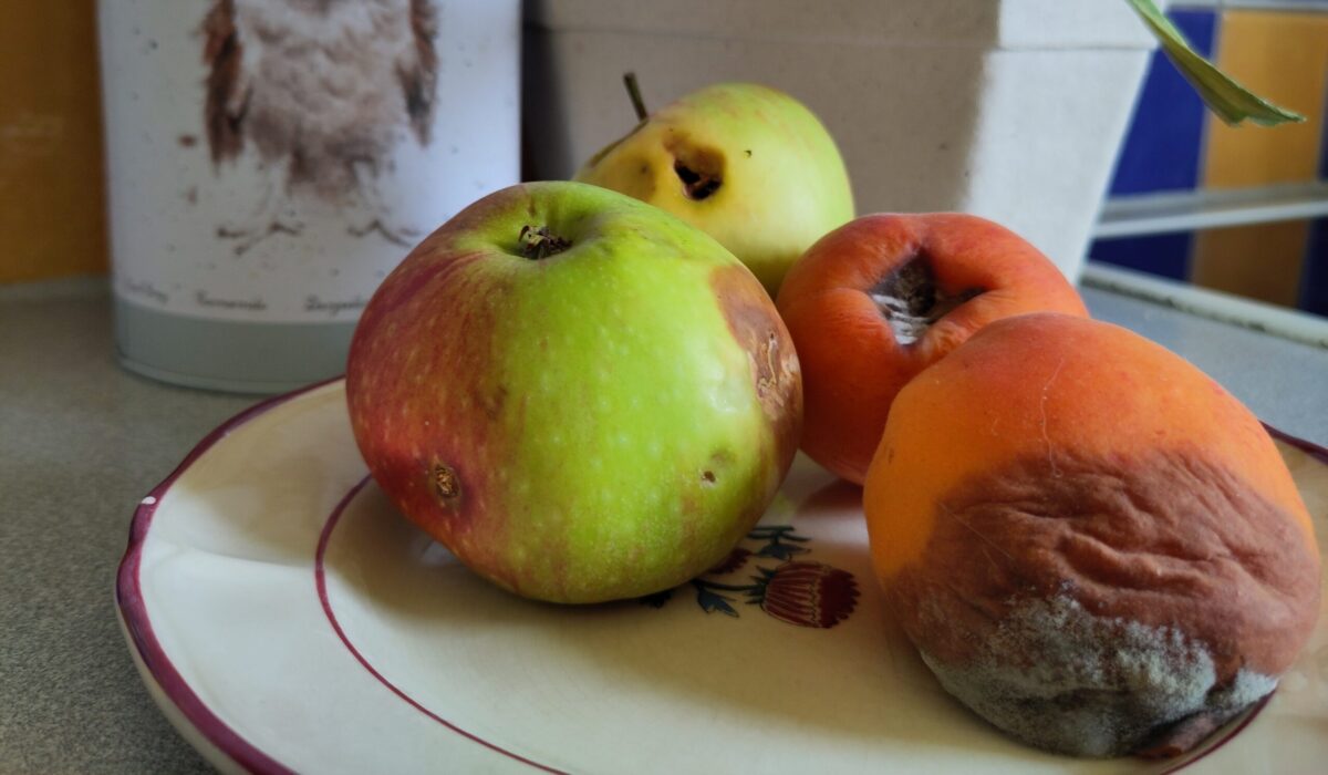 Schimmel befallene Äpfel und Marillen auf einem Teller in der Küche