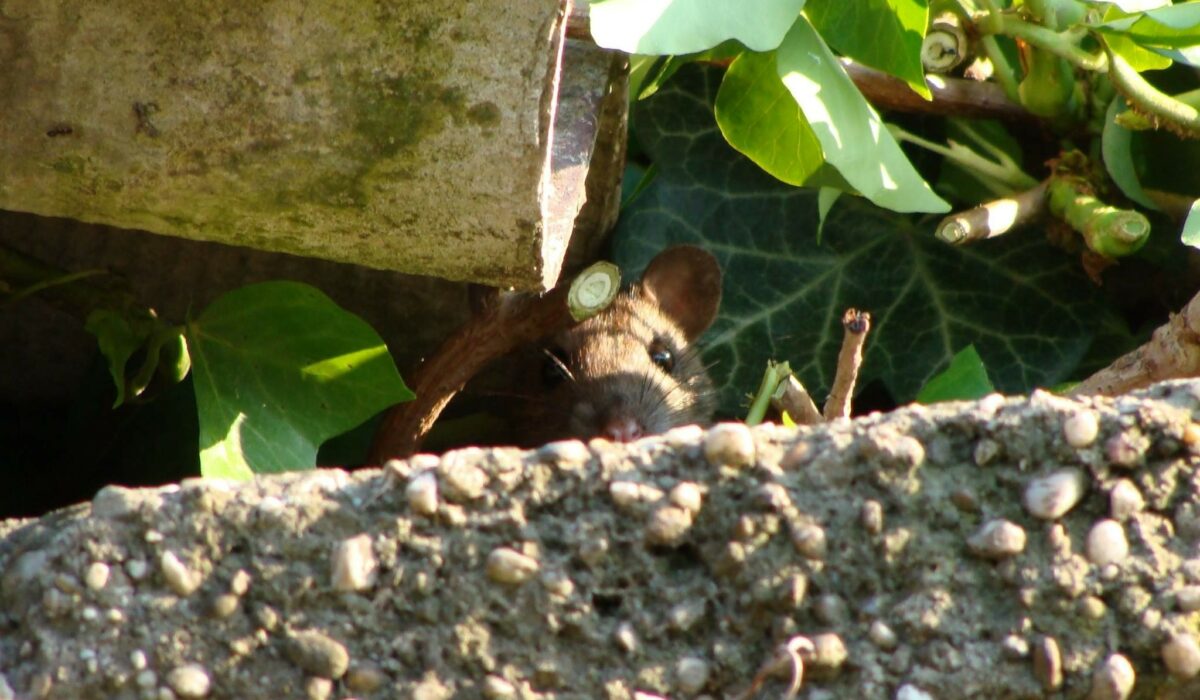 Maus versteckt zwischen Efeu und Steinen