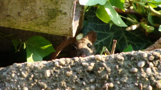 Maus versteckt zwischen Efeu und Steinen