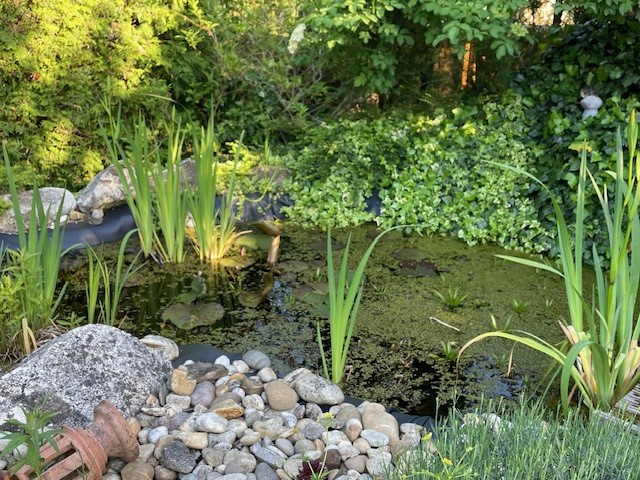 Gartenteich mit Wasserlilien, Rohrkolben und Schotterbank im Vordergrund