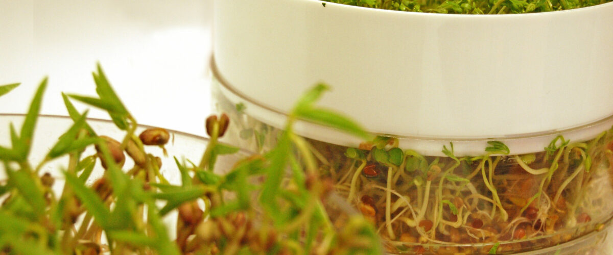 Sprossenturm zum Sprossen selber ziehen