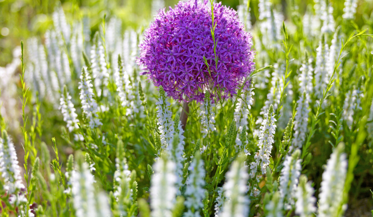 Staudenbeet im Naturgarten anlegen