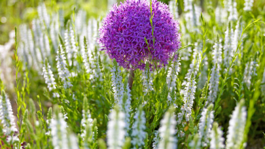 Staudenbeet im Naturgarten anlegen