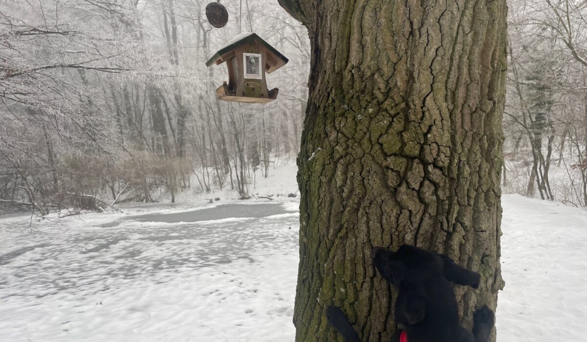 Hund versucht ein Vogelhäuschen mit Vogelfutter auf einem Baum zu erreichen
