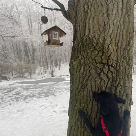 Hund versucht ein Vogelhäuschen mit Vogelfutter auf einem Baum zu erreichen