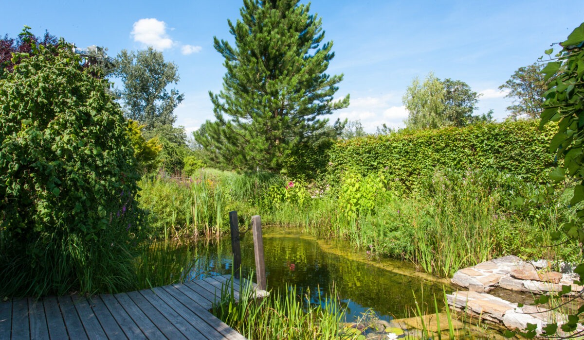 kleiner Teich inmitten von viel Grün mit Holzsteg und Steinen auf der Garten Tulln