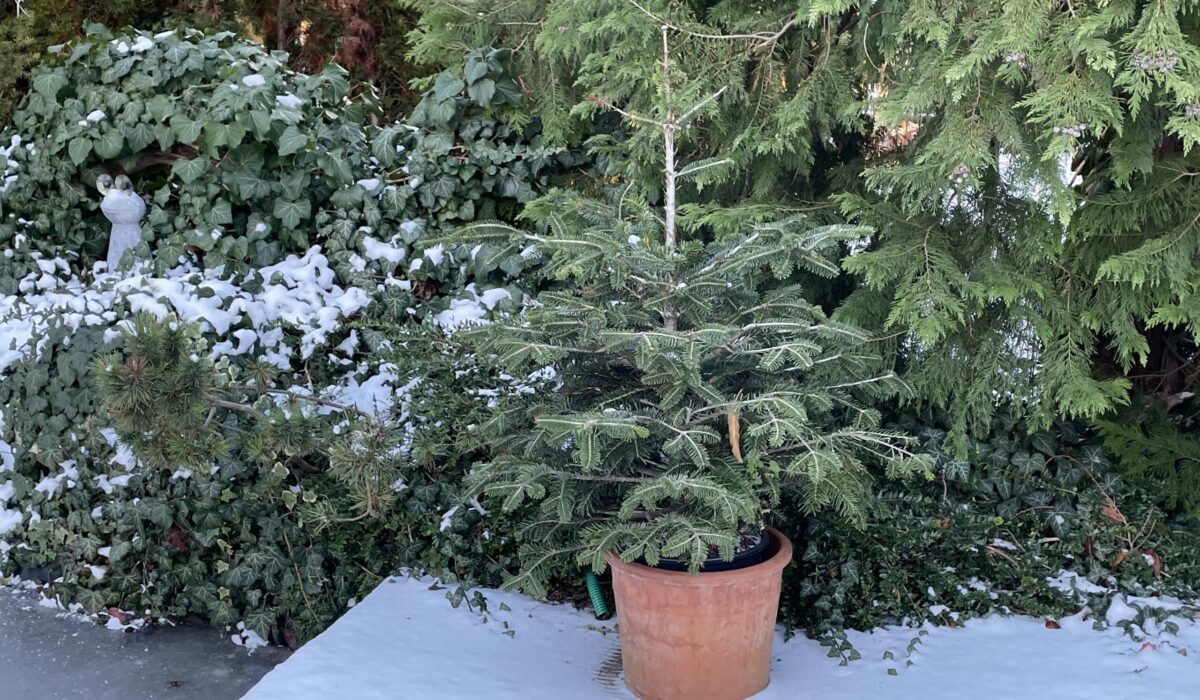 Lebender Christbaum im Topf