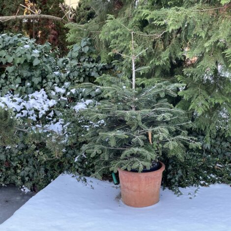 Lebender Christbaum im Topf im verschneiten Garten
